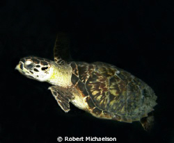 Leatherback Turtle by Robert Michaelson 
